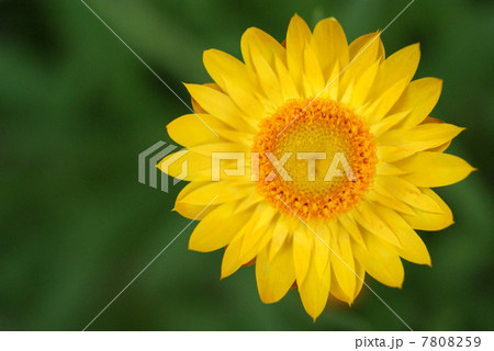 麦藁菊のクローズアップ 麦藁菊のクローズアップ 7808259