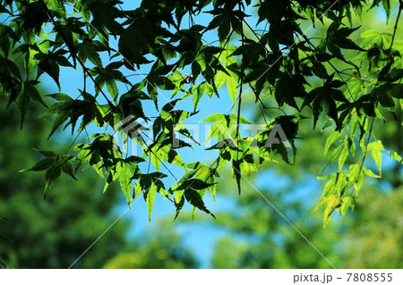 新緑の紅葉 7808555