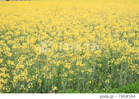 菜の花 7808564
