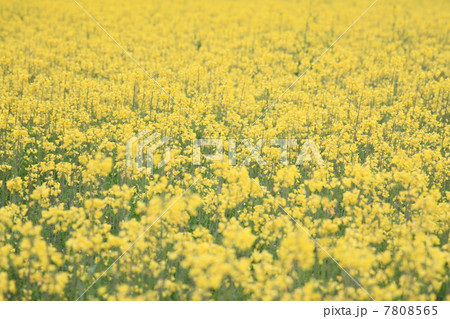 菜の花 7808565