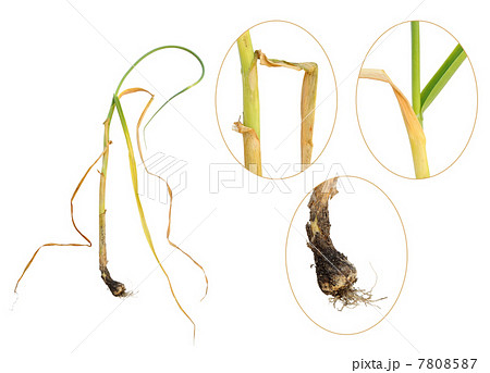 Infection of garlic by white rot, Sclerotium cepivorum 7808587