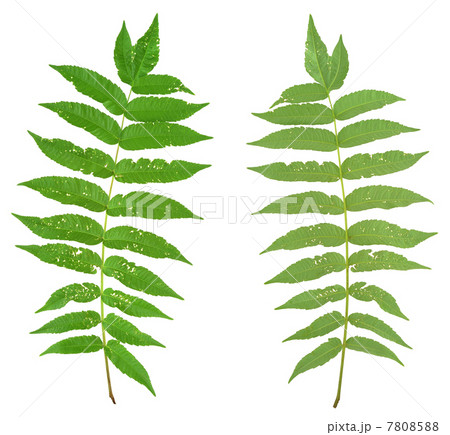 Leaf of sumac tree attacked by Flea beetles, Alticiny 7808588