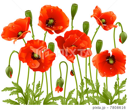 Spring flowers Spring flowers 7808616