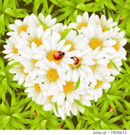 Camomile Heart, ladybugs and seamless background 7808633