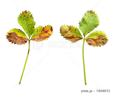 Strawberry leaf with the fungal disease, leaf scorch caused by Diplocarpon earlianum Strawberry leaf with the fungal disease, leaf scorch caused by Diplocarpon earlianum 7808655