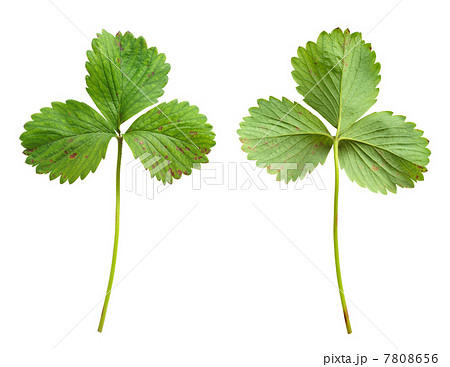 Strawberry leaf with the fungal disease, leaf blight, Phomopsis obscurans 7808656