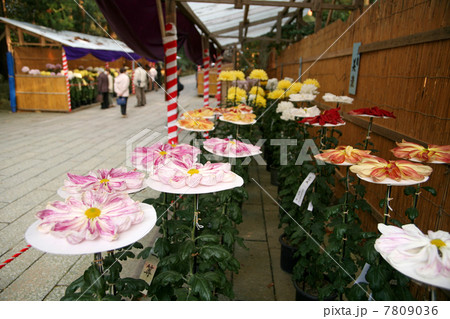 弥彦神社菊まつり 7809036