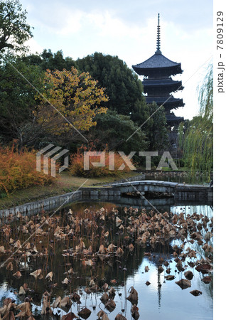 京都 東寺の秋 京都 東寺の秋 7809129