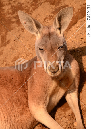 アカカンガルー1 7809131