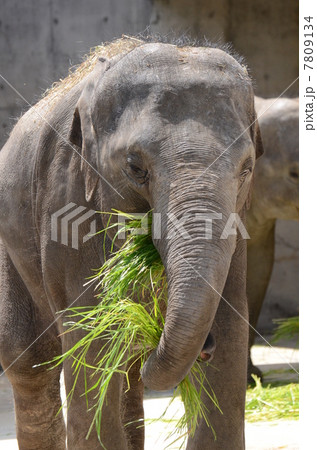 アジアゾウ_1 アジアゾウ_1 7809134