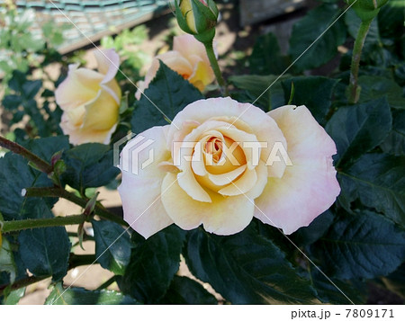 モナリザ　フロリバンダ 7809171