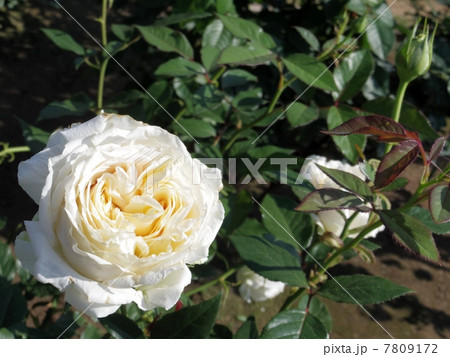 エア　フロイリッヒ　ハイブリットティー 7809172