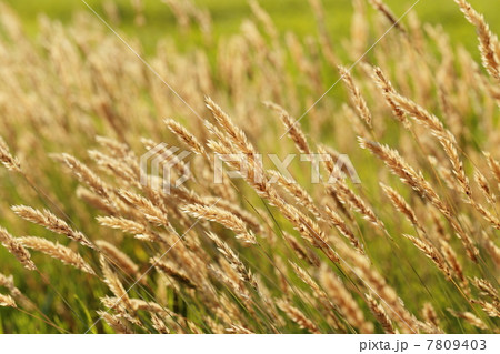 金色に色付いたハルガヤ 金色に色付いたハルガヤ 7809403