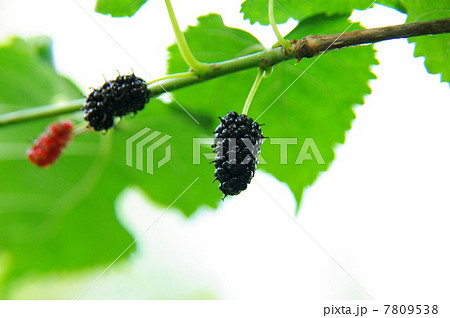 桑の実 7809538