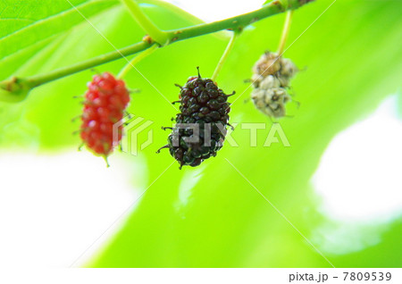 桑の実 桑の実 7809539