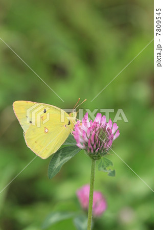 チョウと花 7809545