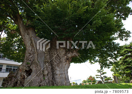 大ケヤキ　国指定特別天然記念物 7809573