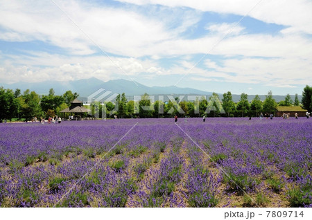 ラベンダー畑 7809714
