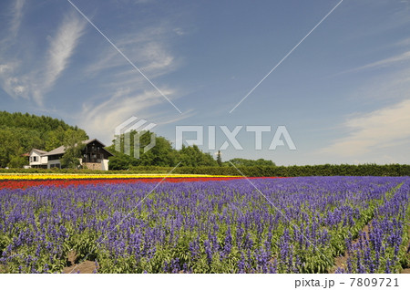 ラベンダー畑 7809721