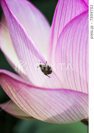 蓮の花とコガネムシ 7809782
