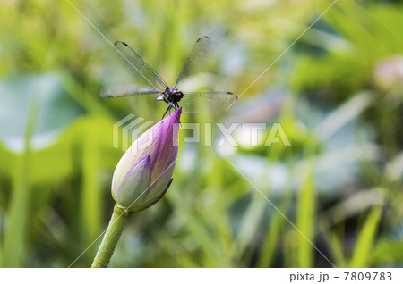 蓮の花とトンボ 7809783