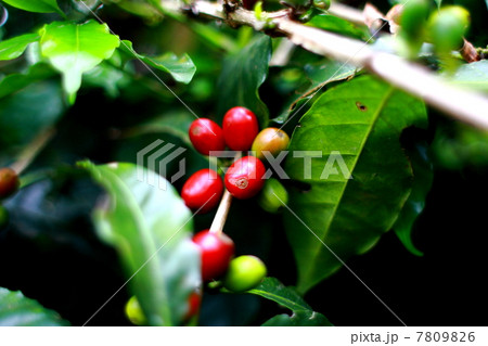 オーガニック栽培のコーヒー豆 オーガニック栽培のコーヒー豆 7809826