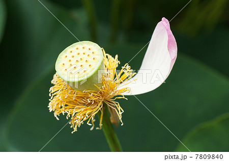 大賀蓮の花の咲き終わりの写真素材 [7809840] - PIXTA