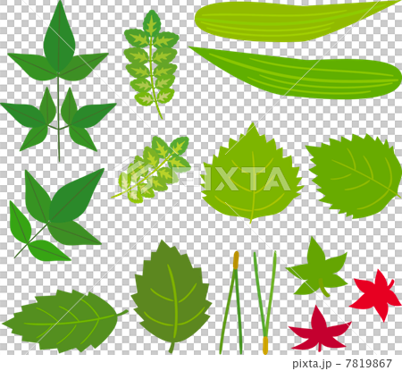 葉子伴隨著日本料理 7819867