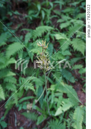 実を付けたショウジョウバカマ 7820322