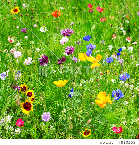 wild flowers 7820355