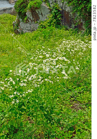八戸散歩・ヒメジオン　キク科　島明神　種差海岸 7823582