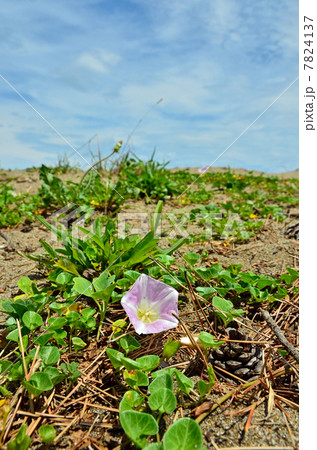 八戸散歩・ハマヒルガオ ヒルガオ科 大須賀浜 種差海岸 八戸散歩・ハマヒルガオ ヒルガオ科 大須賀浜 種差海岸 7824137