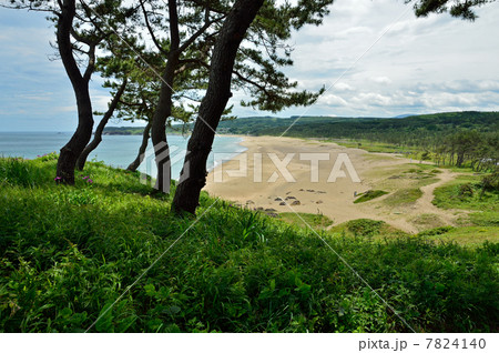 八戸散歩・大須賀浜 種差海岸 八戸散歩・大須賀浜 種差海岸 7824140