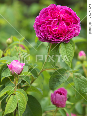 シャルル・ドゥ・ミル 7824324