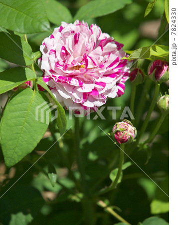 ヴァリエガータ・ディ・ボローニャ ヴァリエガータ・ディ・ボローニャ 7824330