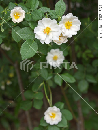 アルバ・セミプレナ 7824331