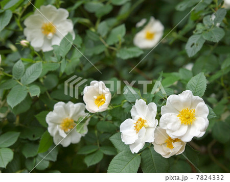 アルバ・セミプレナ 7824332