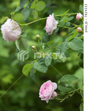 デュシェス・ドゥ・モンテベロー 7824333