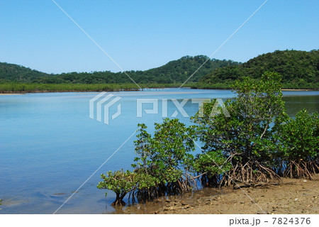 マングローブ 7824376