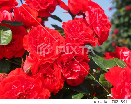 バラ 7824391