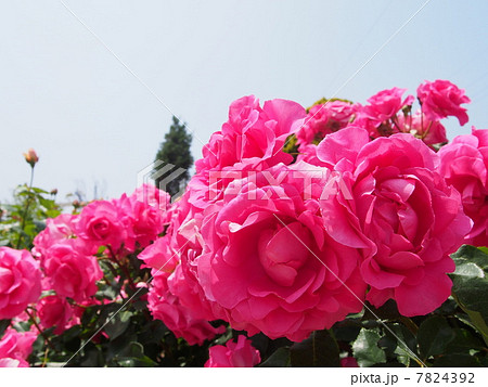バラ 7824392