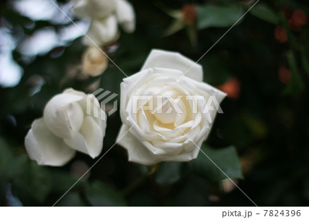 バラ（新雪） 7824396