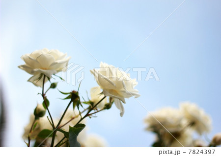 バラ(新雪) バラ(新雪) 7824397