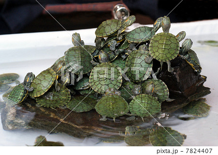 みどり亀の山の写真素材 [7824407] - PIXTA