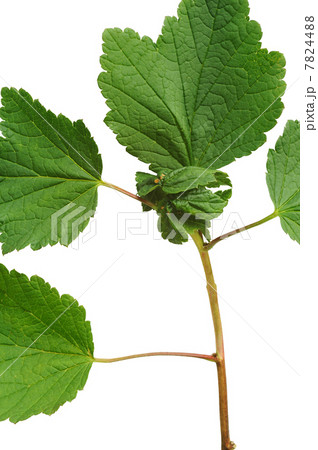 Diseased Red currant leaves, attacked by aphids Diseased Red currant leaves, attacked by aphids 7824488