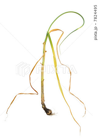 Infection of garlic by white rot, Sclerotium cepivorum 7824495