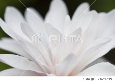 ヒメコブシの花 7824749