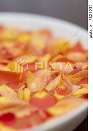 バラの花びら バラの花びら 7825056