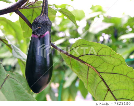 旬のナス(茄子畑) 旬のナス(茄子畑) 7825130