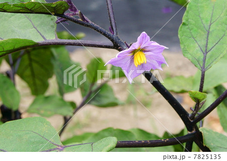 ナスの花 7825135